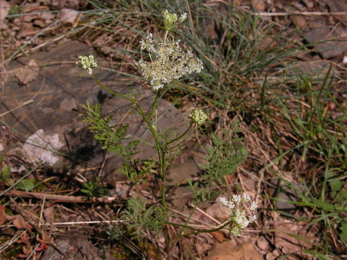 Carrot, Wild plant